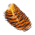 H&H GOLDEN PHEASANT TIPPETS