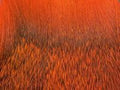 Wapsi Deer Body Hair - view 2 of 7