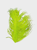 Ostrich Spey Plume