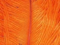 Ofishl Ostrich Spey Plumes Medium