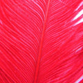 Ofishl Ostrich Spey Plumes Medium