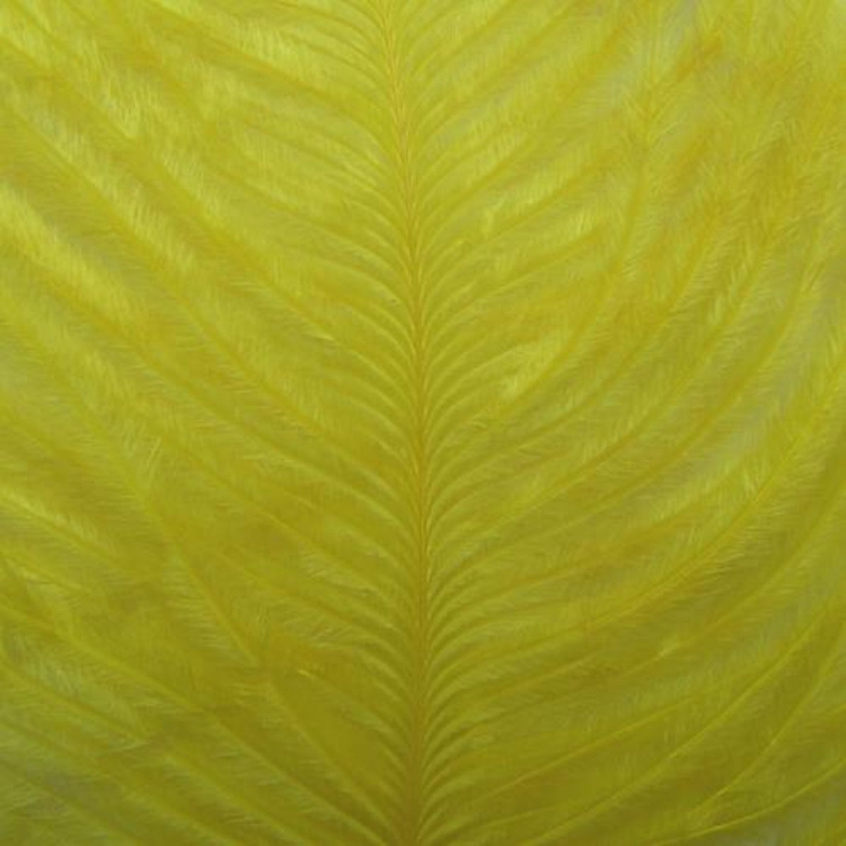 Ofishl Ostrich Spey Plumes Medium