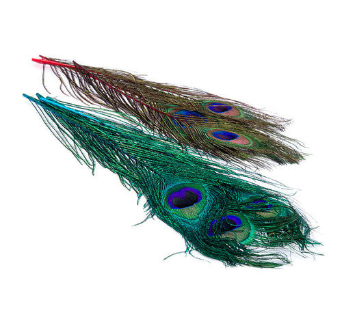 OFISHL PEACOCK EYES