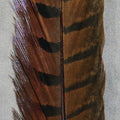 Wapsi Ringneck Pheasant Tail Pair - view 2 of 4