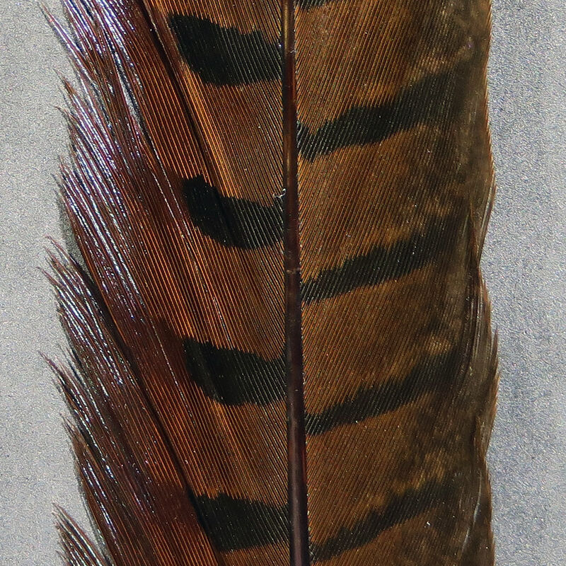 Wapsi Ringneck Pheasant Tail Pair - view 2 of 4